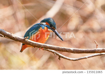 Kingfisher 135911065