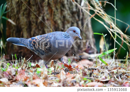 斑鳩 135911088