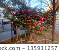 Camellias blooming on roadside trees 135911257