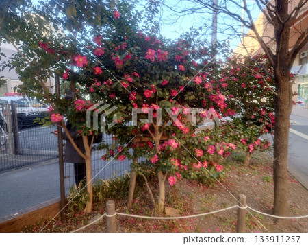 Camellias blooming on roadside trees Camellias blooming on roadside trees 135911257