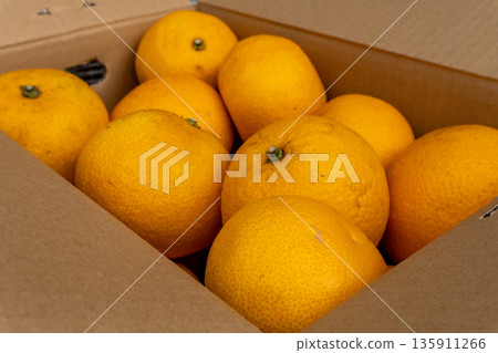 Fresh boxed hassaku oranges delivered directly from the source in Japan 135911266