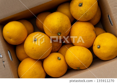 Fresh boxed hassaku oranges delivered directly from the source in Japan Fresh boxed hassaku oranges delivered directly from the source in Japan 135911270