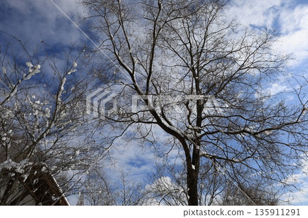 Snow-covered winter trees under a blue sky and a tranquil natural landscape Snow-covered winter trees under a blue sky and a tranquil natural landscape 135911291