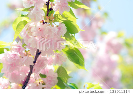 Red Temari Cherry Blossoms Red Temari Cherry Blossoms 135911314