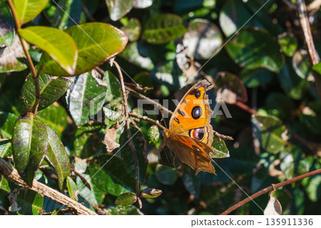 Autumn fields and mountains: A butterfly spreading its wings 04 Autumn fields and mountains: A butterfly spreading its wings 04 135911336