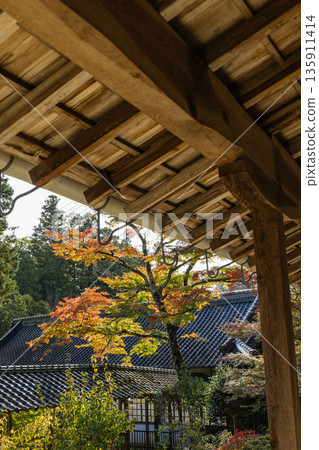 日本廣島縣三原市高坂町佛辻寺的秋葉 日本廣島縣三原市高坂町佛辻寺的秋葉 135911414