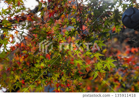 Autumn leaves at Buttsuji Temple in Takasakacho, Mihara City, Hiroshima Prefecture, Japan Autumn leaves at Buttsuji Temple in Takasakacho, Mihara City, Hiroshima Prefecture, Japan 135911418