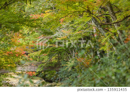 Autumn leaves at Buttsuji Temple in Takasakacho, Mihara City, Hiroshima Prefecture, Japan Autumn leaves at Buttsuji Temple in Takasakacho, Mihara City, Hiroshima Prefecture, Japan 135911435