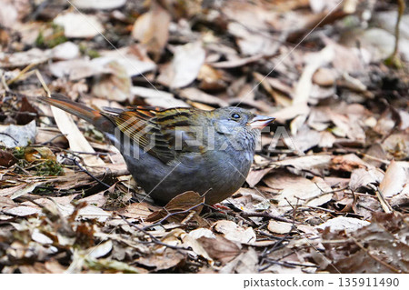 Gray bunting Gray bunting 135911490