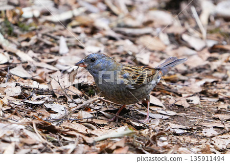 Gray bunting 135911494