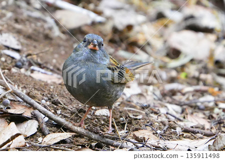 Gray bunting 135911498