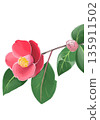 Camellia 135911502