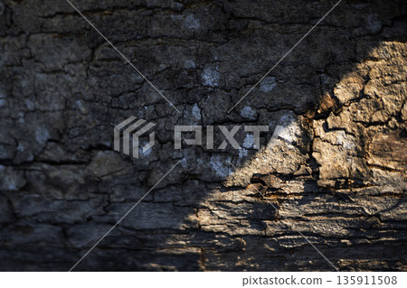 Rough Bark Has Deep Cracks And A Natural Texture, A rugged photo of rough bark , intricate grooves and ridges in earthy tones under soft light, for organic material or ancient tree documentary. 135911508