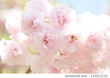 Shogetsu Cherry Blossoms 135911519