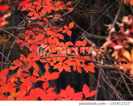 朱紅色和橙色的杜鵑花葉子(紅葉杜鵑) 朱紅色和橙色的杜鵑花葉子(紅葉杜鵑) 135911527