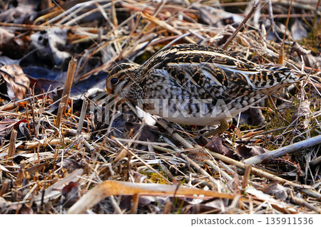 Tashigi Tashigi 135911536