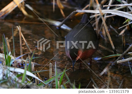 Hikuina Hikuina 135911579