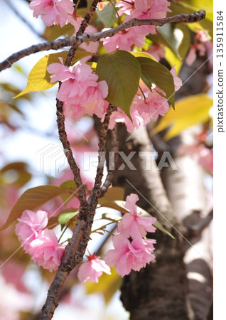 關山櫻花 135911584