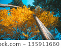 高聳入雲的樹木 135911660