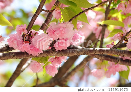 Red cherry blossoms 135911673