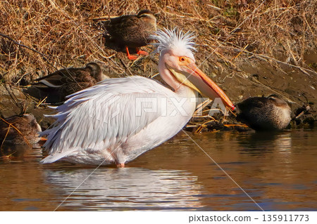 Momoiro Pelicans Momoiro Pelicans 135911773