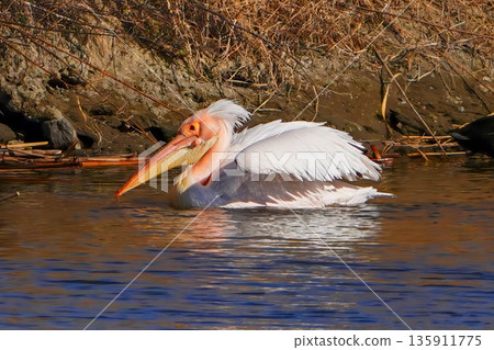 Momoiro Pelicans 135911775