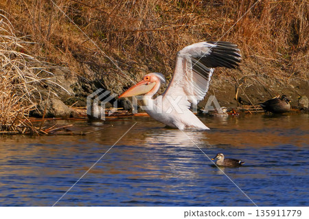 Momoiro鵜鶘 135911779