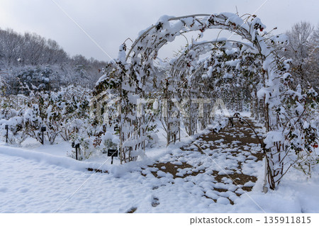 岐阜世界玫瑰園的冬季拱廊景色被白雪覆蓋 135911815