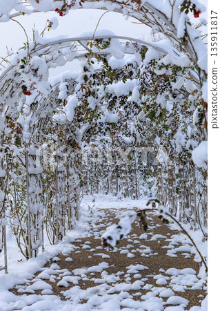 Winter arch corridor scenery at Gifu World Rose Garden covered in snow Winter arch corridor scenery at Gifu World Rose Garden covered in snow 135911817