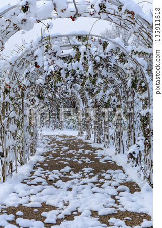 Winter arch corridor scenery at Gifu World Rose Garden covered in snow 135911818