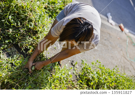 Woman Pulls Weeds In Front Garden, A dedicated ad photo of woman pulling weeds in front garden, hands gripping green stems in sunny light, perfect for eco gardening or natural care documentary. 135911827