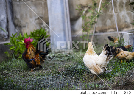 Hen Watches Family In Grassy Field, A charming ad photo of hen watching family in grassy field, curious eyes on picnic in golden sun, perfect for free range poultry campaign or rural harmony documenta 135911830