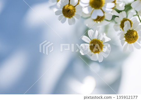 淺藍色背景上的母菊花。清新的虛化效果和留白。 135912177