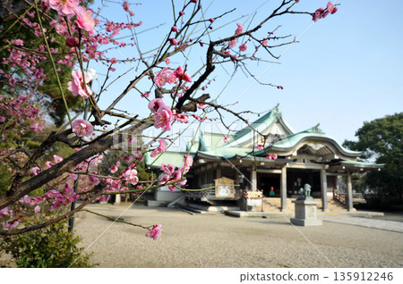 Plum blossoms blooming at Toyokuni Shrine 135912246