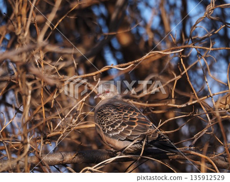 A turtle dove perched on a tree branch on the Arakawa riverbank A turtle dove perched on a tree branch on the Arakawa riverbank 135912529