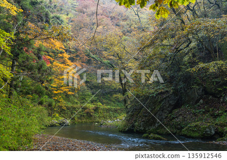 日本廣島縣莊原市東城町太釋峽谷上太釋河沿岸的秋葉 135912546