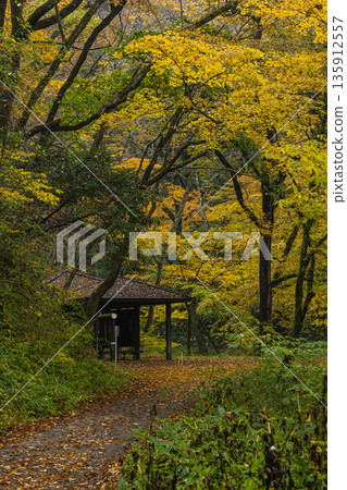 Autumn leaves along the Taishaku River in Kami-Taishaku, Taishaku Gorge, Tojo-cho, Shobara City, Hiroshima Prefecture, Japan 135912557