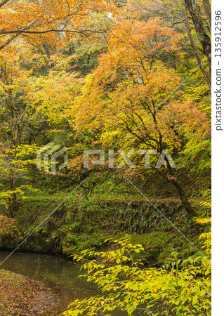 Autumn leaves along the Taishaku River in Kami-Taishaku, Taishaku Gorge, Tojo-cho, Shobara City, Hiroshima Prefecture, Japan 135912596