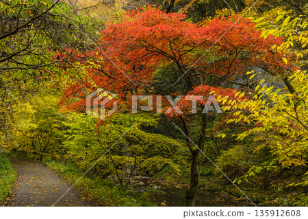 Autumn leaves along the Taishaku River in Kami-Taishaku, Taishaku Gorge, Tojo-cho, Shobara City, Hiroshima Prefecture, Japan Autumn leaves along the Taishaku River in Kami-Taishaku, Taishaku Gorge, Tojo-cho, Shobara City, Hiroshima Prefecture, Japan 135912608