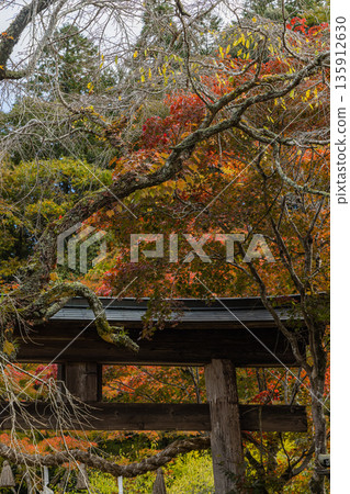 Torii gate and autumn leaves at Mitsugi Hachiman Shrine in Hachimancho, Mihara City, Hiroshima Prefecture, Japan Torii gate and autumn leaves at Mitsugi Hachiman Shrine in Hachimancho, Mihara City, Hiroshima Prefecture, Japan 135912630