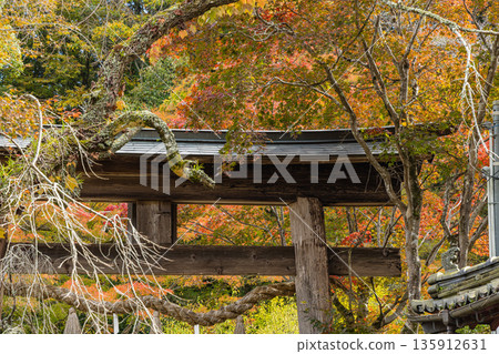 Torii gate and autumn leaves at Mitsugi Hachiman Shrine in Hachimancho, Mihara City, Hiroshima Prefecture, Japan Torii gate and autumn leaves at Mitsugi Hachiman Shrine in Hachimancho, Mihara City, Hiroshima Prefecture, Japan 135912631
