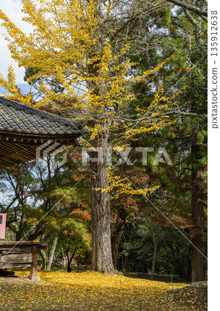 日本：廣島縣三原市八幡町三津木八幡神社內，一棵葉片泛黃的大銀杏樹 135912638