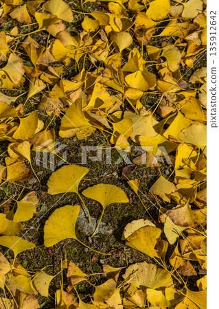 Fallen ginkgo leaves at Mitsugi Hachiman Shrine in Hachimancho, Mihara City, Hiroshima Prefecture, Japan Fallen ginkgo leaves at Mitsugi Hachiman Shrine in Hachimancho, Mihara City, Hiroshima Prefecture, Japan 135912642
