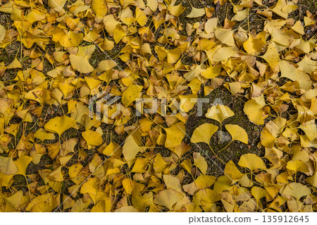 日本廣島縣三原市八幡町三津木八幡神社落下的銀杏葉 135912645