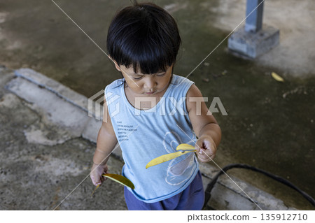 Toddler Is Collecting Dry Leaves, A gentle photo of toddler collecting dry leaves, small hands holding colorful fallen foliage in light, for nature play or curious childhood documentary. 135912710