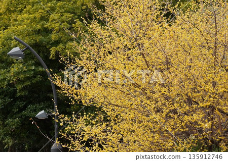 Winter plum blossoms at Sarue Park 135912746