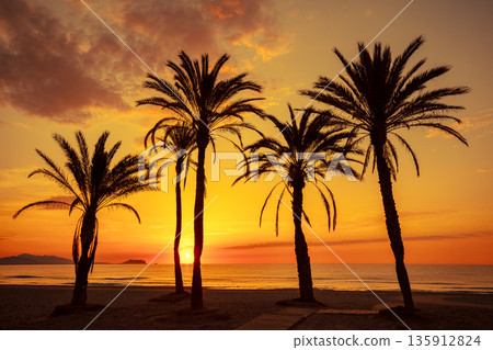Seascape in early morning during a beautiful golden sunrise. Palm trees on the beach. San Juan beach, Alicante, Spain, Europe Seascape in early morning during a beautiful golden sunrise. Palm trees on the beach. San Juan beach, Alicante, Spain, Europe 135912824