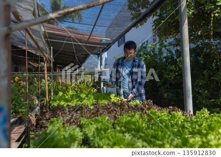 Man farmer checking of organic Organic vegetables freshly harvested from a farm.  135912830