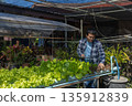 Man farmer checking of organic Organic vegetables freshly harvested from a farm.  135912839