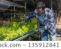 Man farmer checking of organic Organic vegetables freshly harvested from a farm.  135912841